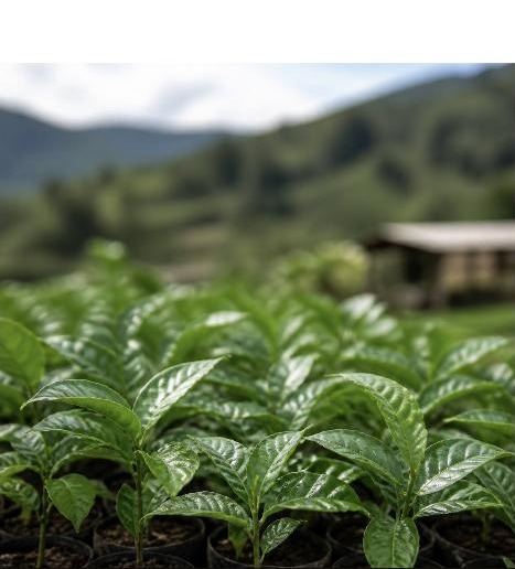 Cafiverde Nursery