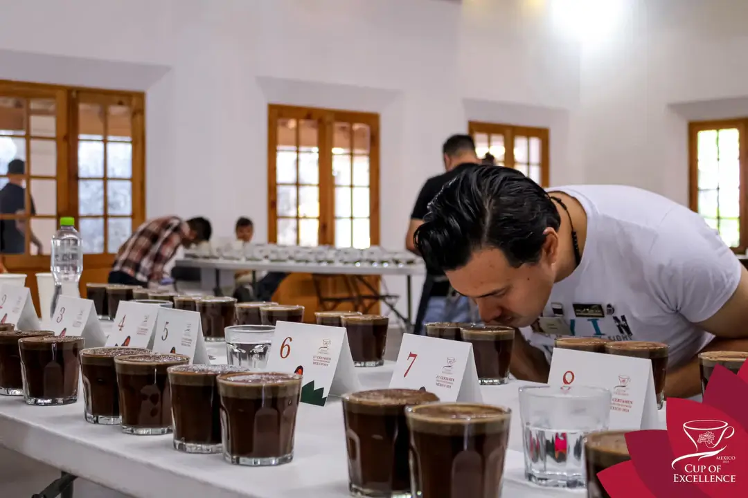 Imagen principal: la taza de excelencia un viaje a la cima del cafe mexicano