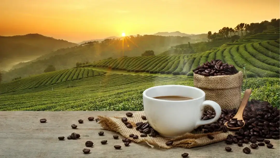 Imagen principal: procesos de produccion del cafe