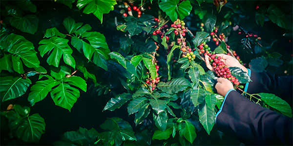 Biodynamic Coffee