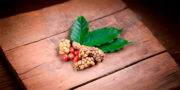 Civet Coffee