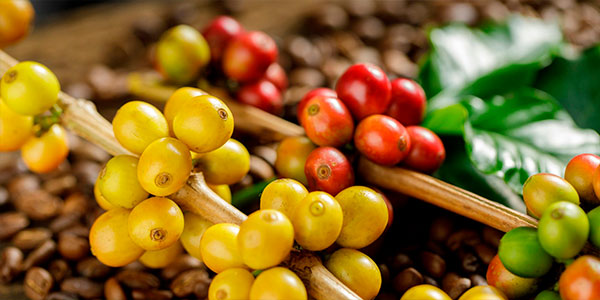 Red and Yellow Catuai