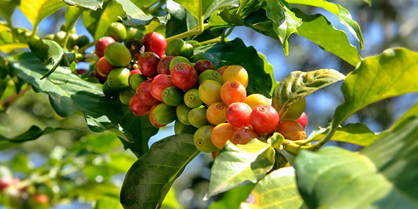 Sidra (Variety)